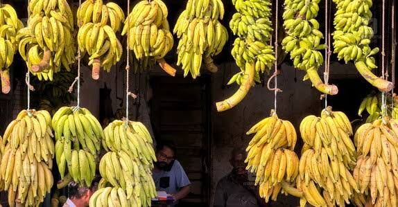 Banana prices soar to historic highs ahead of Onam as supply chain shrinks | Kerala Stories | Onmanorama