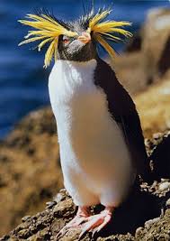 Previously thought closely related to the little penguin ( eudyptula minor ), molecular research has shown it more closely related to penguins of the genus eudyptes. Pin By Sabine Spitz On Amazing World Rockhopper Penguin Penguins Cute Animals