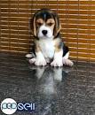 Beagle Puppies for Sale Near Me from Vetted Beagle Breeders
