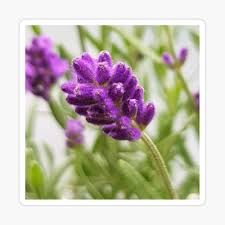 Be positive don't wake up with the regret of what you couldn't accomplish yesterday. Lovely Lavender Flowers 4 Good Morning Buddy Poster By Ellenhenry Redbubble