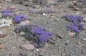Image result for Aptosimum procumbens