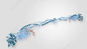 Image result for Fibrinogen