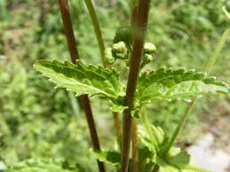 Image result for Adenostemma