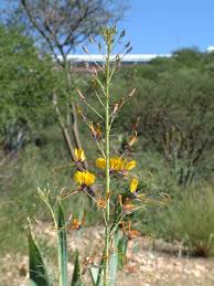 Image result for Cleome angustifolia