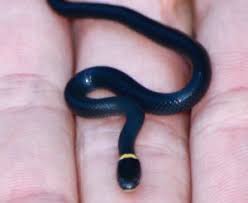 The ventral scales are tipped with black. Ringneck Snake Loudoun Wildlife Conservancy