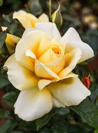 Some of these bloomers can even start inside before shifting outdoors. Winter Sun Classic Shaped Blooms Of Light Yellow And The Ability To Flower Deep Into Winter Ga Hybrid Tea Roses Yellow Flowers Names Beautiful Rose Flowers