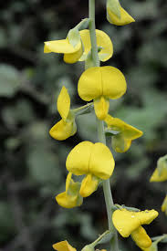 Image result for Crotalaria spectabilis
