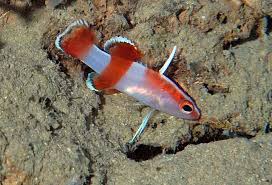 Shorefishes of the Greater Caribbean online information system - The Fishes  - Species