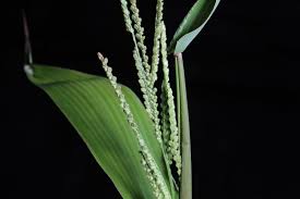 Image result for Paspalum