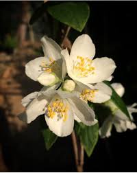 Mazzi di fiori con consegna internazionale oggi. Philadelphus Virginalis Un Fiore Dal Profumo Dolcissimo Fiori Piantare Fiori Piante