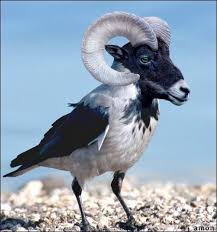 Photoshop Hybrid Animals 02 In Hybrid Animals Made Using Photoshop Breeding Animal Mashups Photoshopped Animals Rare Animals