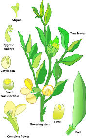 Image result for Vicia faba