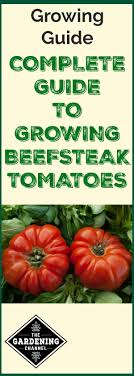 They are heavy, reaching weights as high as four pounds, and they range in color from pink, to vibrant red, to orange. Guide To Growing Beefsteak Tomatoes Gardening Channel