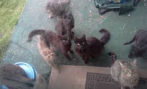 Powder dewormer dog wormer products. Animal Lover Needs Help W Feral Cat Colony By Celestial Firekitty