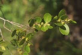 Image result for Mystroxylon