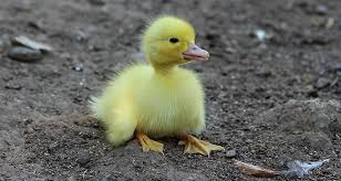 Suara binatang untuk anak anak indonesia dan gambar dan. Bebek Kuning Anak Itik Burung Burung Kuning Halus Ayam Kecil Imut Piqsels