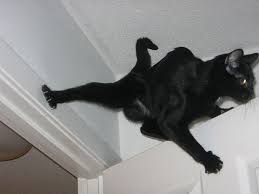 Best games of google and. Cat Ninja 2 Cat Mario 2
