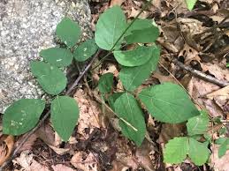 Image result for Hylodesmum