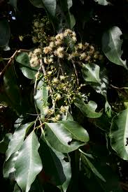 Image result for Syzygium niassense