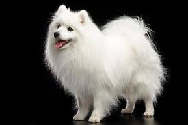 Japanese Spitz Dog Breed Information American Kennel Club