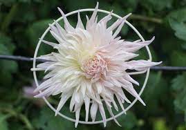 243 Spider Mum Photos Free Royalty Free Stock Photos From Dreamstime