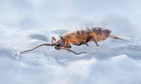 The following 54 files are in this category, out of 54 total. Springschwanz Forum Fur Naturfotografen