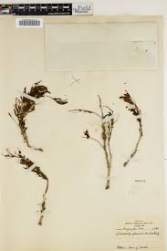 Image result for Kotschya africana