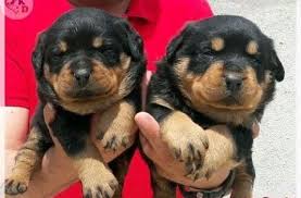 Rottweiler Yavrusu Https Www Kopekkulubu Com Rottweiler Yavrusu 05323438041 Kopek Kulubu Uretim Ve Satis Merkezinden Macar Rottweiler Yavrusu 2020 Rottweiler Kopek