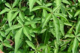 Image result for Ipomoea richardsiae