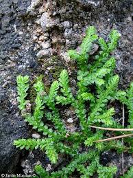 Image result for Selaginella molliceps