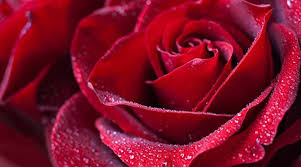 Rose — a re kopaneng (rose on a ranch 2020). Rose Day 2020 Get Your Kids To Make These Diy Roses At Home Parenting News The Indian Express