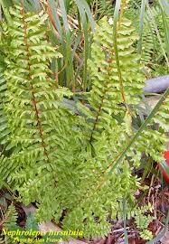 Image result for Nephrolepis