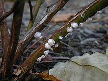 Résultat de recherche d'images pour "scale insects"