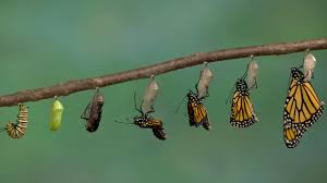 Meaning Of Chrysalis Youtube
