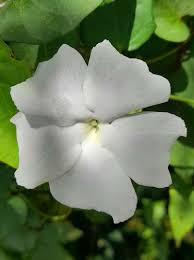 Image result for Thunbergia crispa