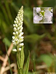 Image result for Nesaea polycephala