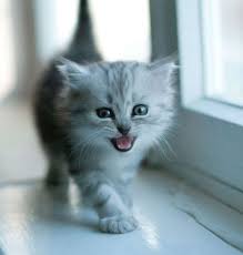 pochemu koshki myaukayut posle rodov posle edy vo sne chto delat esli koshka zhalobno myaukaet koshki kto oni