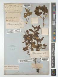 Image result for Olinia rochetiana