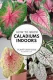 Image result for pink symphony caladium care