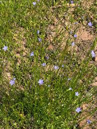 Image result for Wahlenbergia capitata