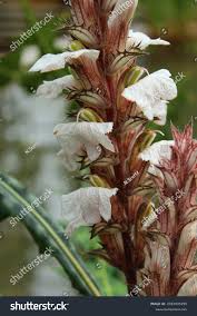 Image result for Acanthus montanus