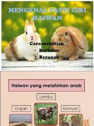 We did not find results for: Pembiakanhaiwan 121114072151 Phpapp02