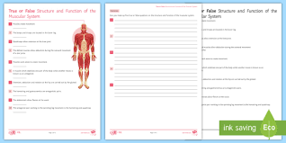 Types of muscular tissue there are three types of muscle tissue: Gcse Pe Muscular System True Or False Worksheet