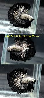 Fwbettashm1417418386 Black Copper Gold Ohm Nov 0430463011 Betta Betta Fish Types Betta Fish Tank