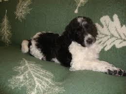 Black And White Tuxedo Standard Poodle Standard Poodle Puppies Pups Rare Tuxedo Parti Colored Male Female Black White Elegant And Flashy In Spring Hill Fl Poodle Puppy Standard Poodle Puppy Puppies