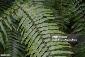 Image result for Lomariopsidaceae