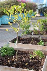 When you buy a tree that's a dwarf variety, you're really buying a generic dwarf rootstock with a fruit tree grafted onto it. Pin On Fruit Trees