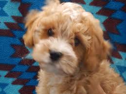Maybe you would like to learn more about one of these? Pet Of The Week Veterinarian And Animal Hospital In Youngstown Oh
