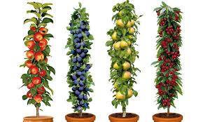 We did not find results for: Pre Order Four Pot Grown Dwarf Patio Pillar Fruit Trees Mini Orchard Garden Plants