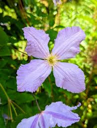Image result for Clematis costata